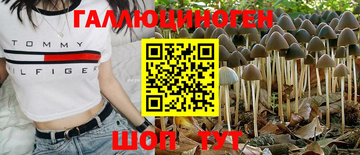 Псилоцибиновые грибы Psilocybe Бор